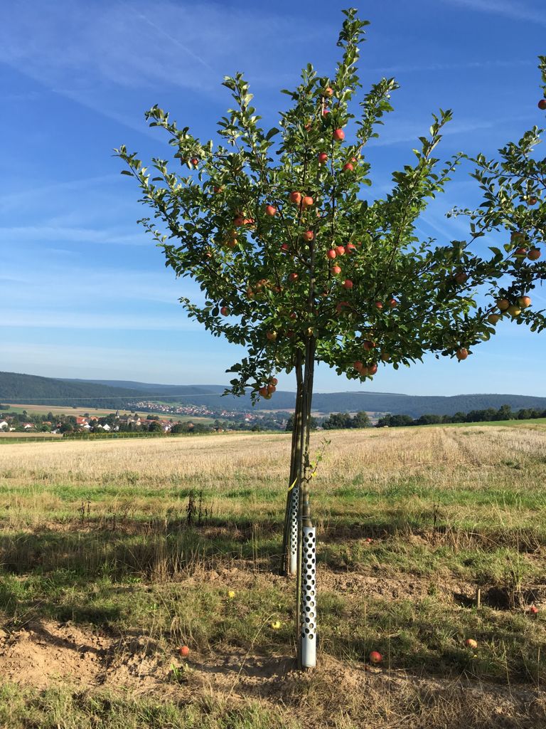 Malus 'James Grieve' CAC Apfel 'James Grieve' mittel