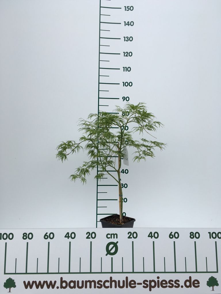 Acer palmatum 'Dissectum' Grüner Schlitzahorn
