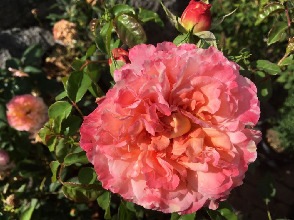 Rosa 'Augusta Luise' -R- TH VI Edelrose 'Augusta Luise' -R-