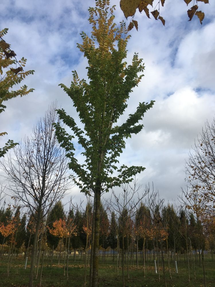 Ulmus 'Columella' -S- Ulme 'Columella' -S-