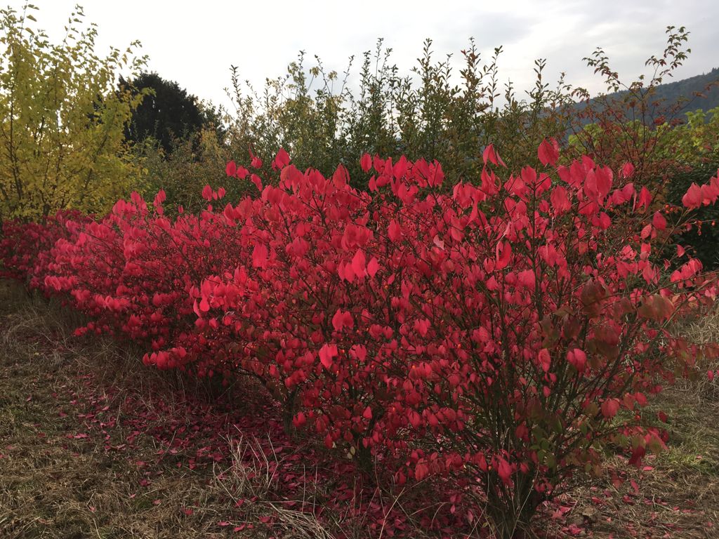 Euonymus alatus 'Compactus' Korkflügelstrauch 'Compactus'