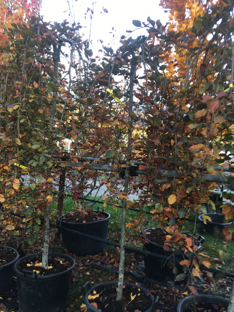 Fagus sylvatica 'Purpurea Pendula' Schwarzrote Hängebuche