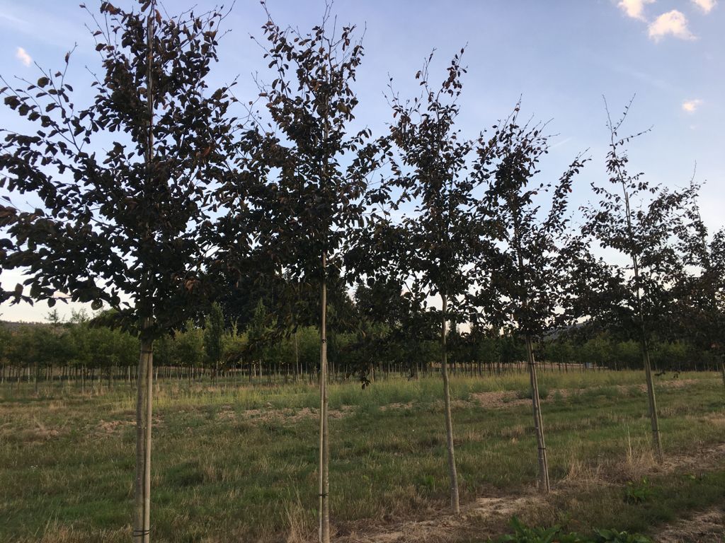 Fagus sylvatica 'Swat Magret' Blutbuche 'Swat Magret'