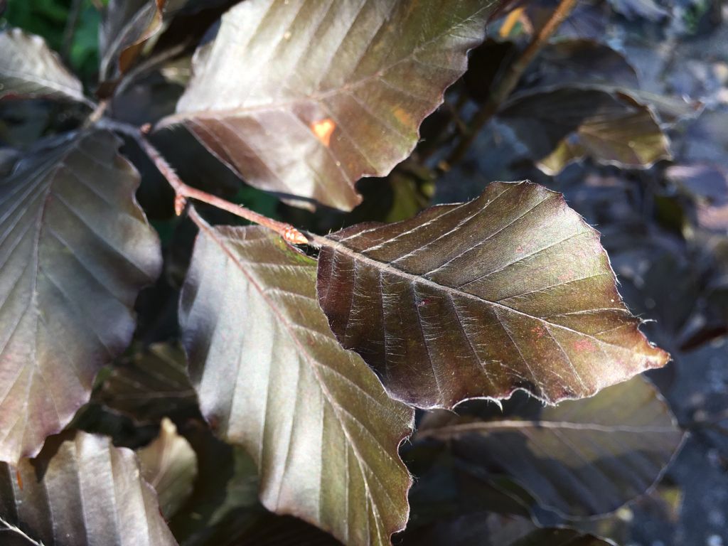 Fagus sylvatica 'Swat Magret' Blutbuche 'Swat Magret'