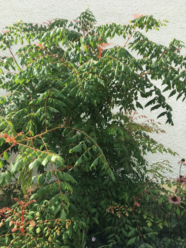 Koelreuteria pan. 'Coral Sun' Blasenbaum 'Coral Sun'