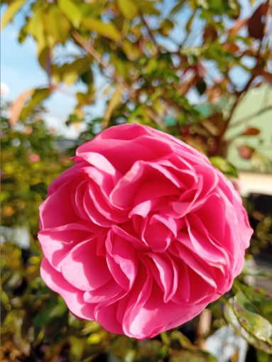 Rosa 'Red Leonardo da Vinci' -R- BT Beetrose 'Red Leon. da Vinci' -R- ADR-Rose