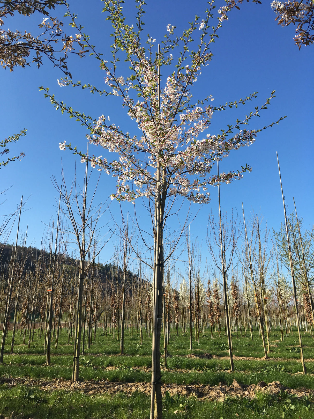 Prunus yedoensis 'Moerheimii' Japan.Maienkirsche 'Moerheimii'