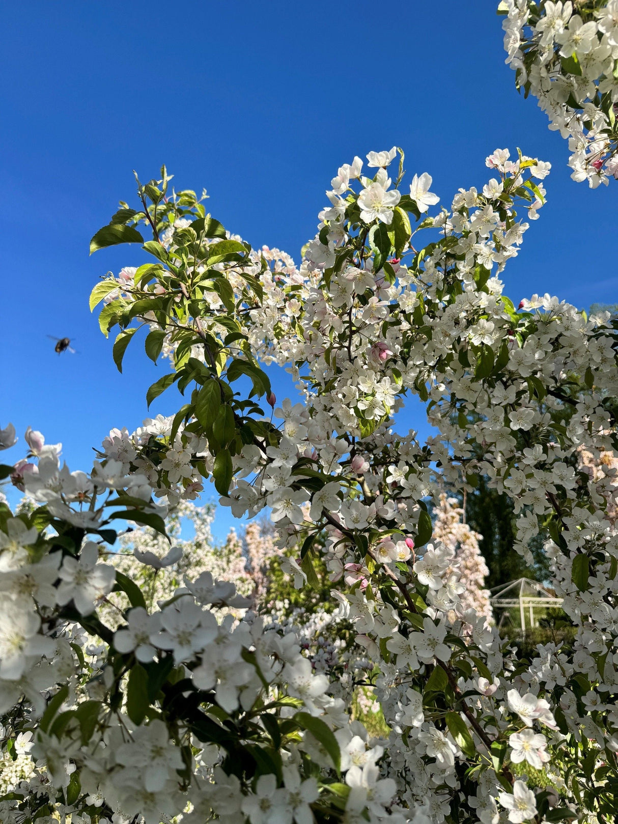 Prunus yedoensis 'Moerheimii' Japan.Maienkirsche 'Moerheimii'