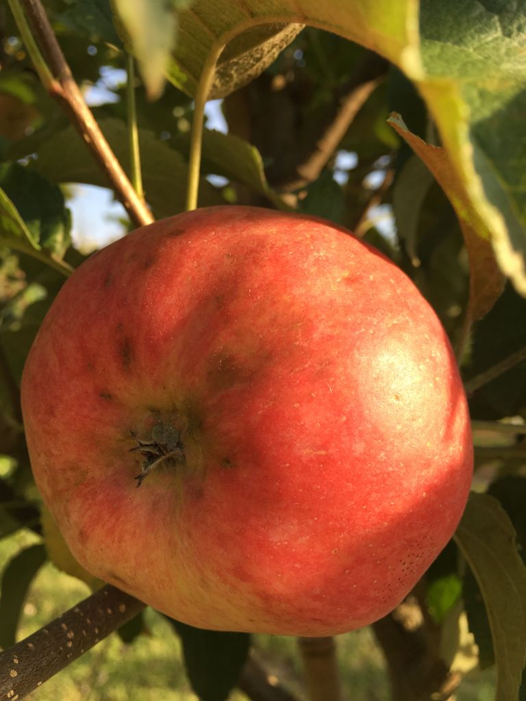 Malus 'Regia' -S- CAC Apfel 'Regia' -S-