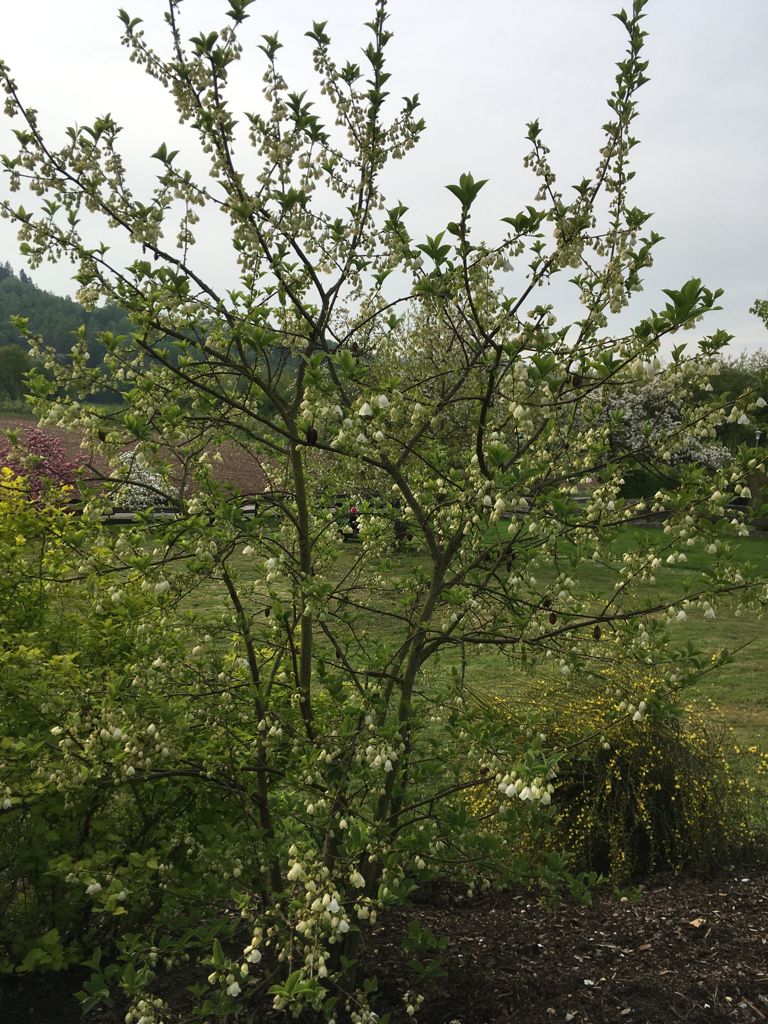 Halesia carolina Schneeglöckchenbaum