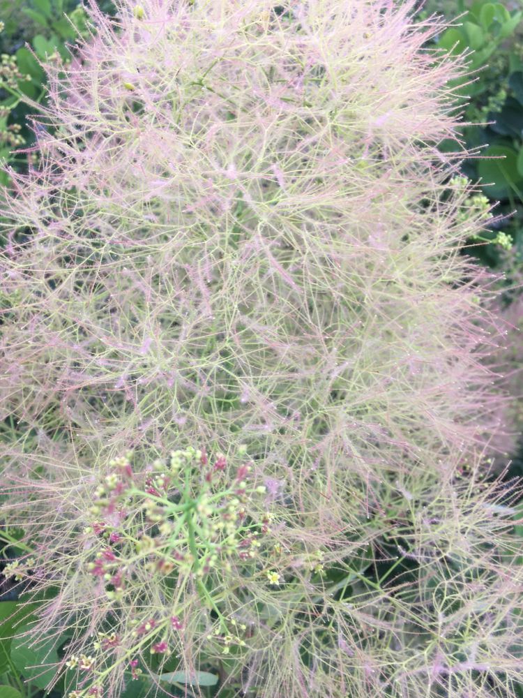 Cotinus coggygria 'Young Lady' -S- Perückenstrauch 'Young Lady' -S-