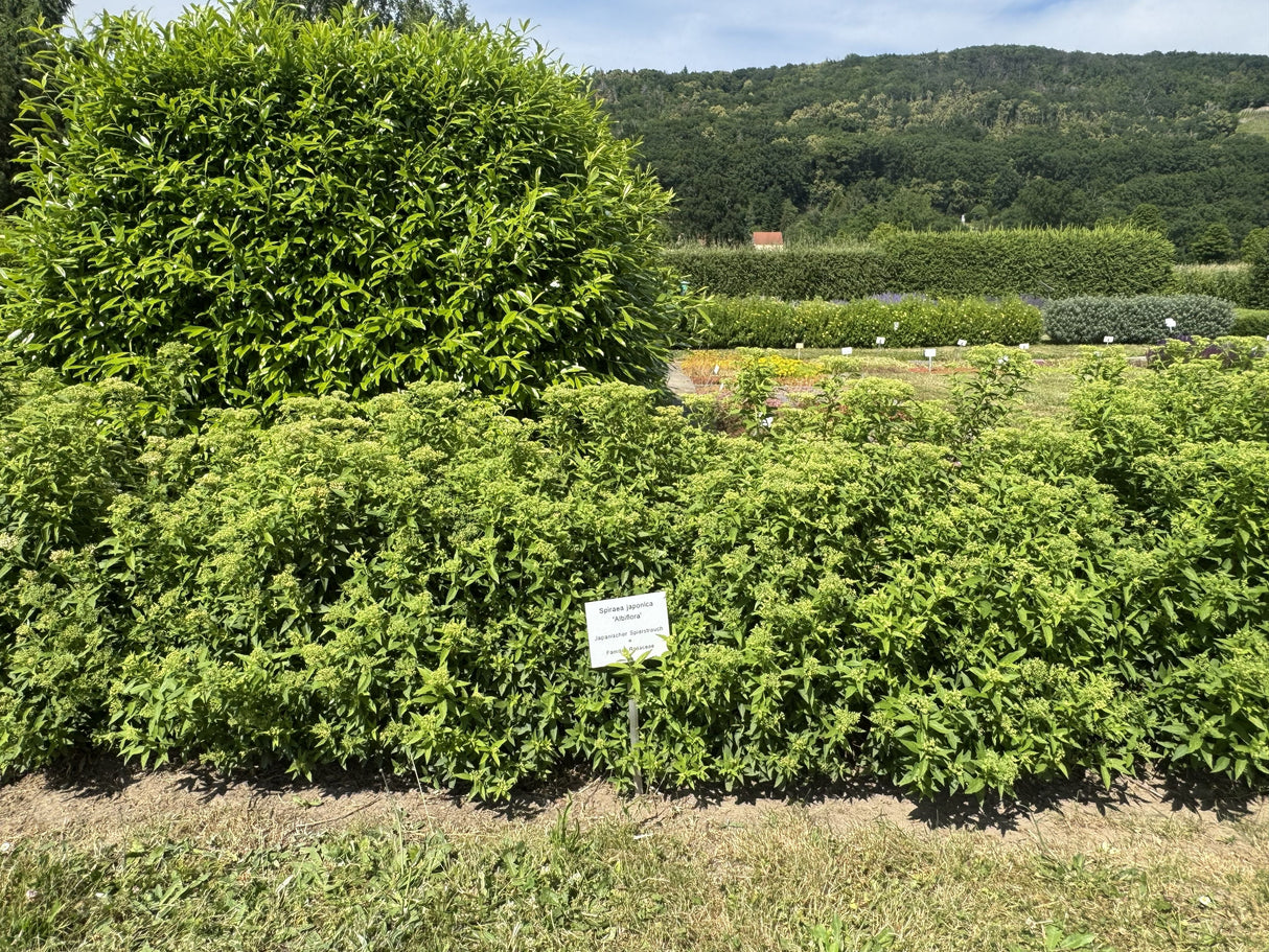 Spiraea japonica 'Albiflora' Weiße Zwergspiere