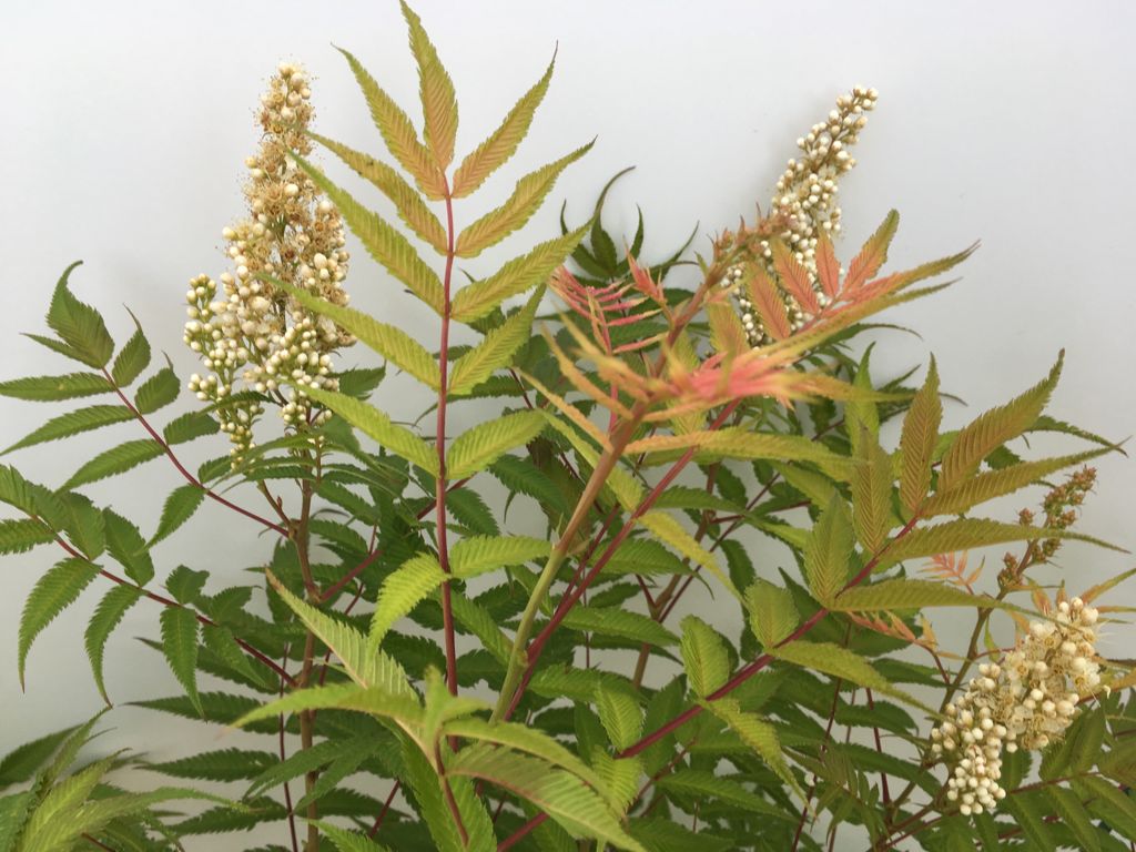 Sorbaria sorbifolia 'Sem' -S- Niedrige Fiederspiere 'Sem'