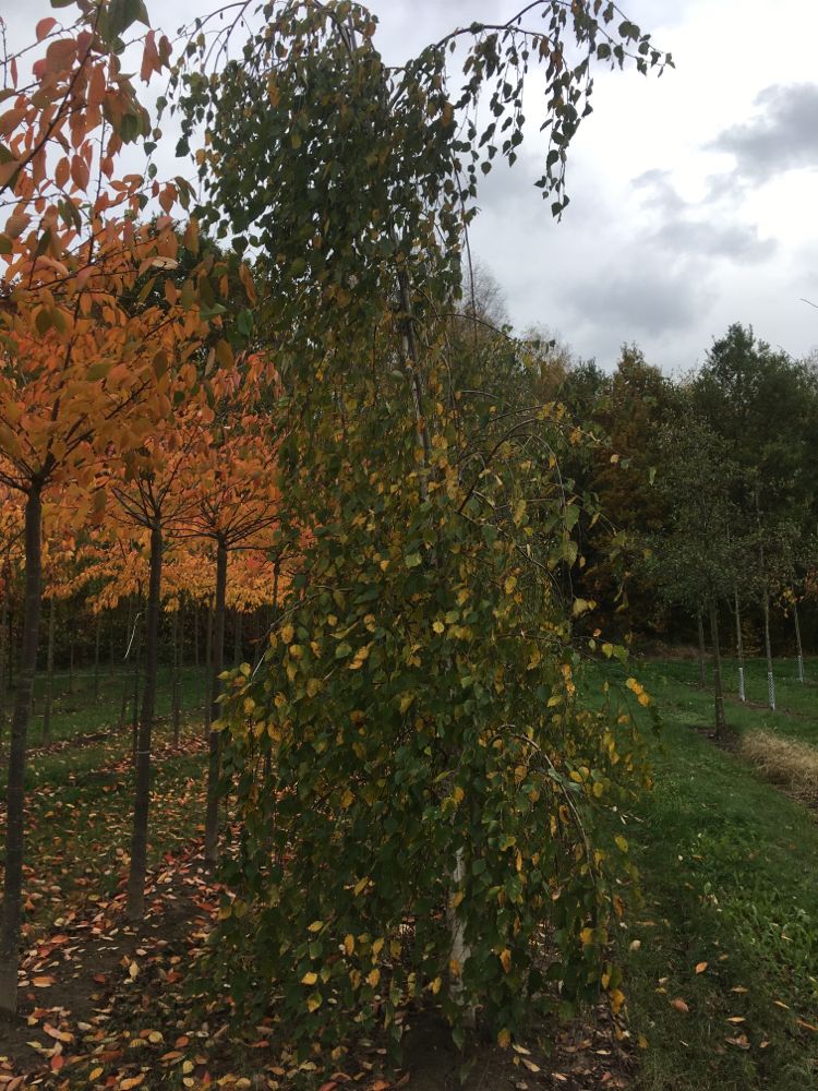 Betula pendula 'Long Trunk' Hänge-Birke