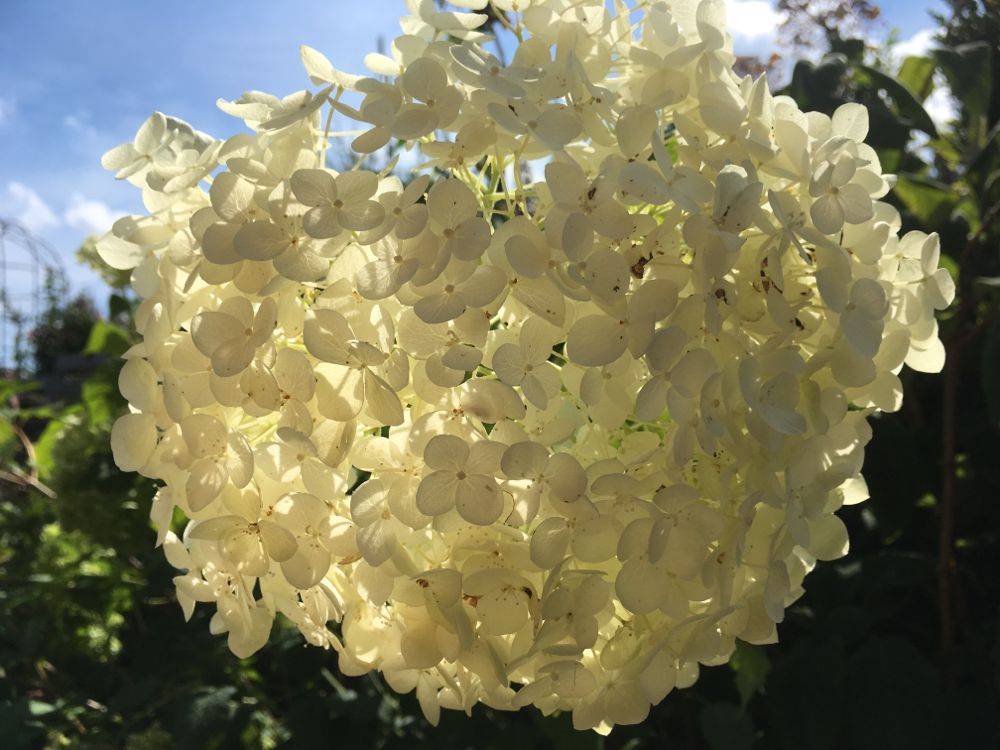 Hydrangea arbor. 'Annabelle' Ballhortensie 'Annabelle'