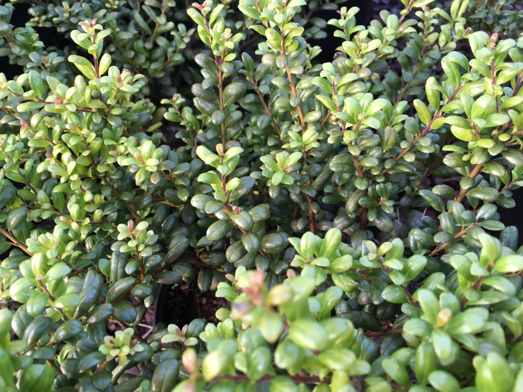 Ilex crenata 'Convexa' Löffel-Ilex