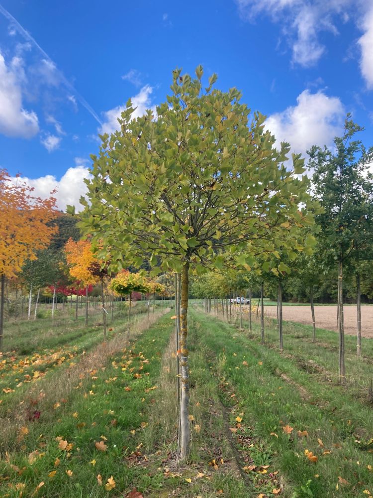 Platanus hispanica 'Alphens Globe' Platane 'Alphens Globe'