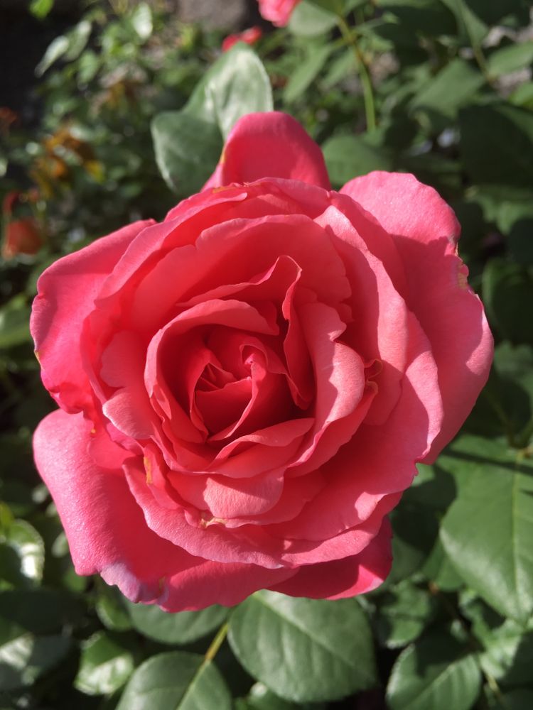 Rosa 'Elbflorenz' TH V Edelrose 'Elbflorenz' ADR-Rose