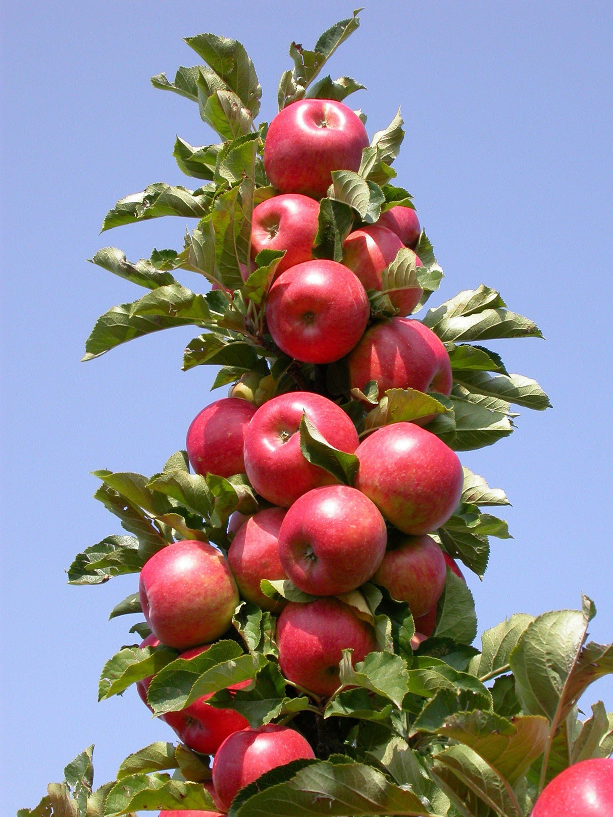 Malus 'Rondo' -S- CAC Säulenapfel 'Rondo' -S-