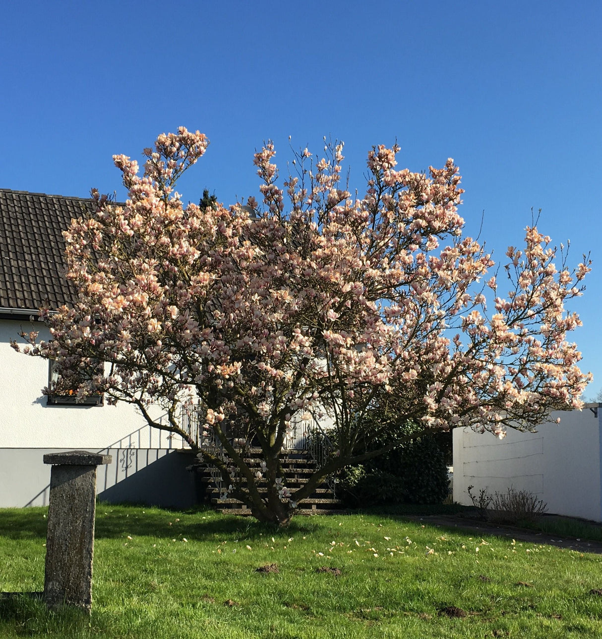 Magnolia soulangeana Tulpenmagnolie
