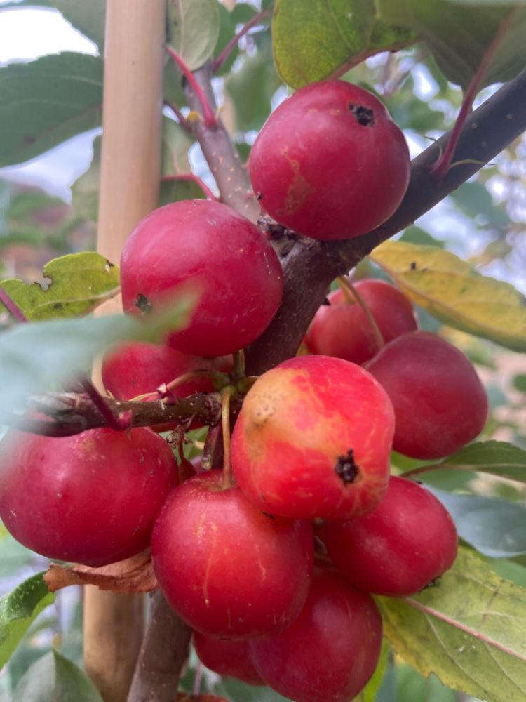 Malus 'Red Sentinel' Zierapfel 'Red Sentinel'