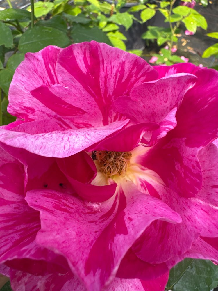 Rosa 'Guy Savoy' -R- STR VII Strauchrose 'Guy Savoy' -R-