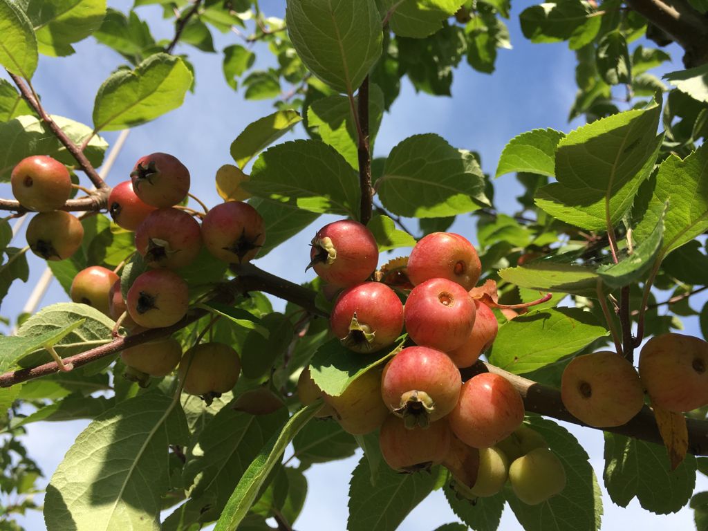 Malus 'Evereste' -R- Zierapfel 'Evereste' -R-