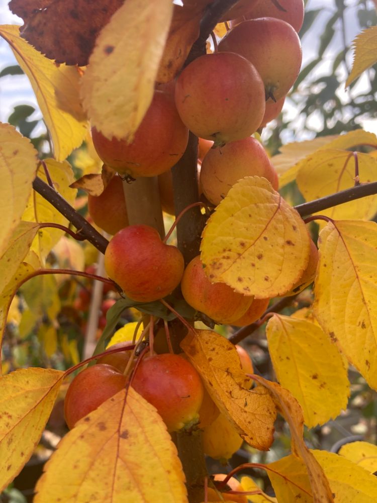 Malus 'Evereste' -R- Zierapfel 'Evereste' -R-
