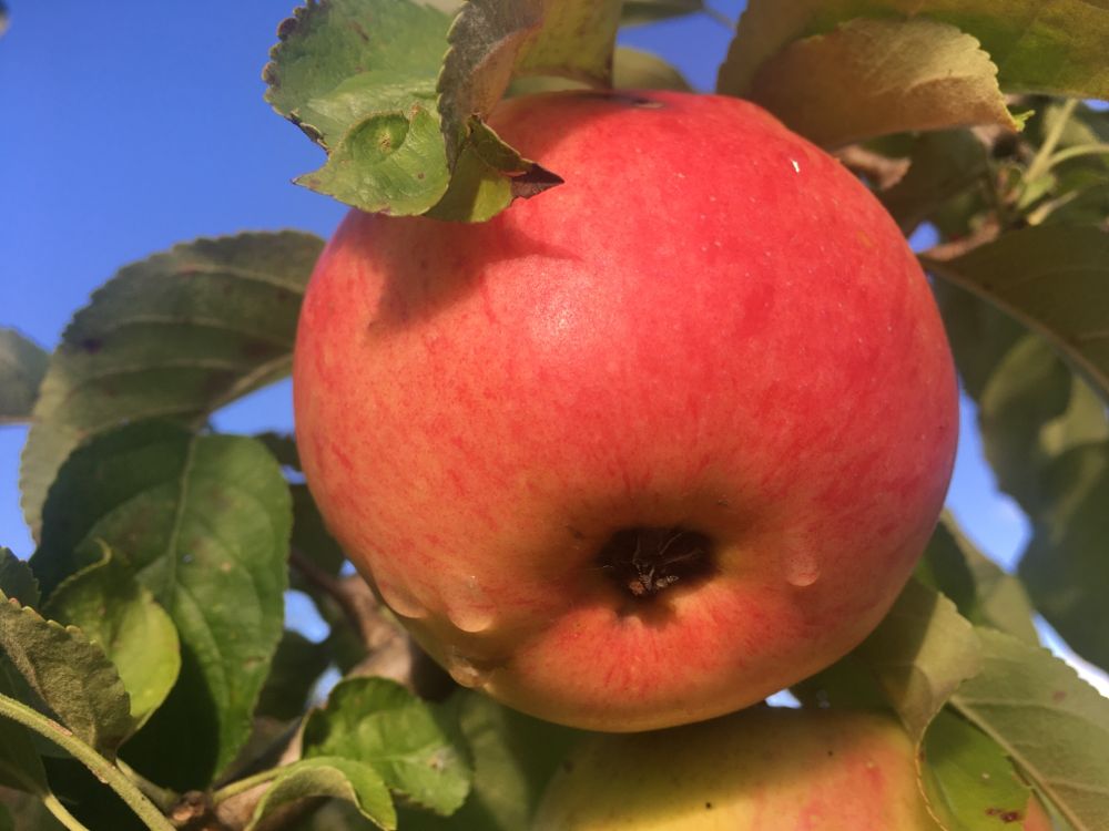 Malus 'Pinova' -S- CAC Apfel 'Pinova' -S- mittel