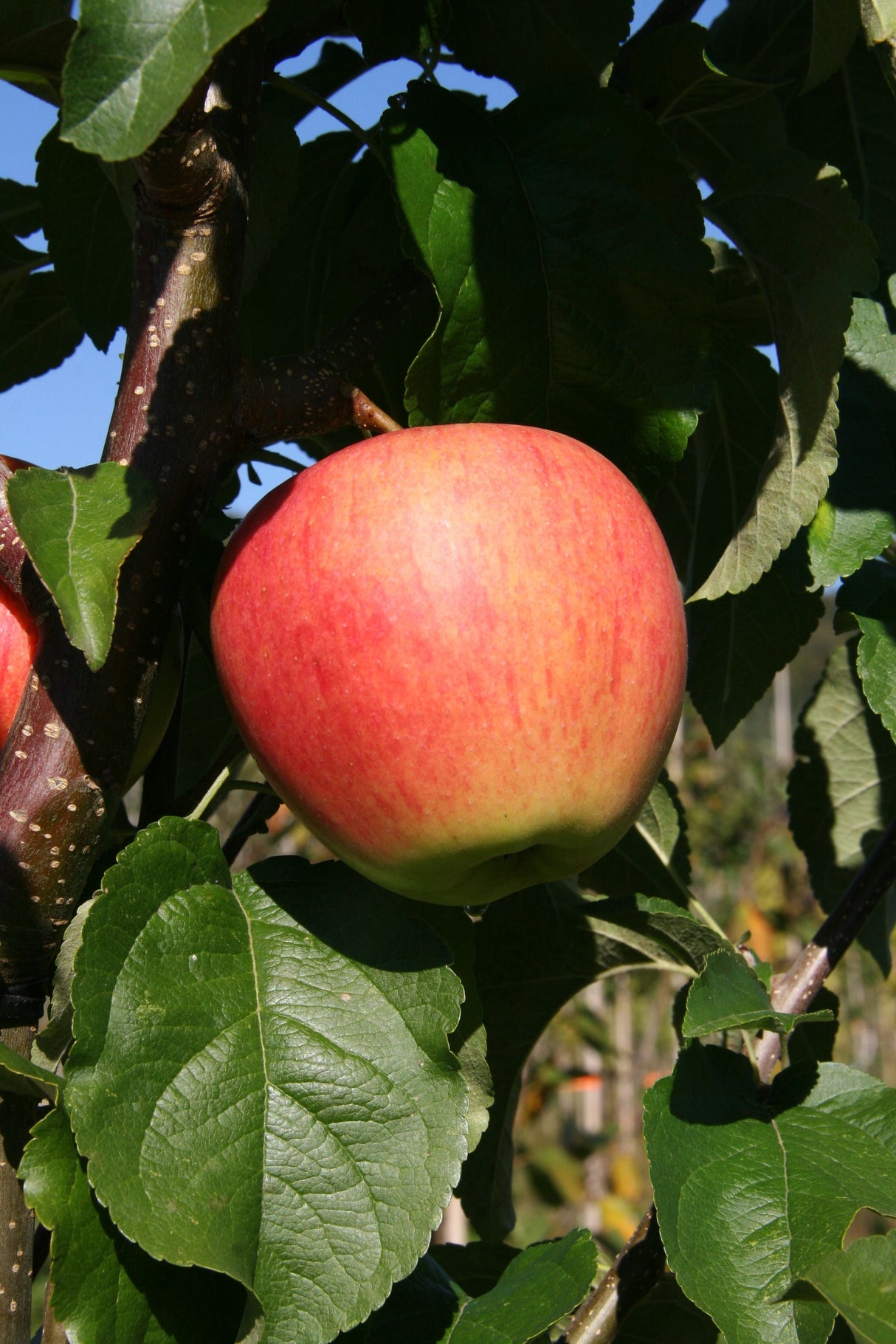 Malus 'Pinova' -S- CAC Apfel 'Pinova' -S- mittel