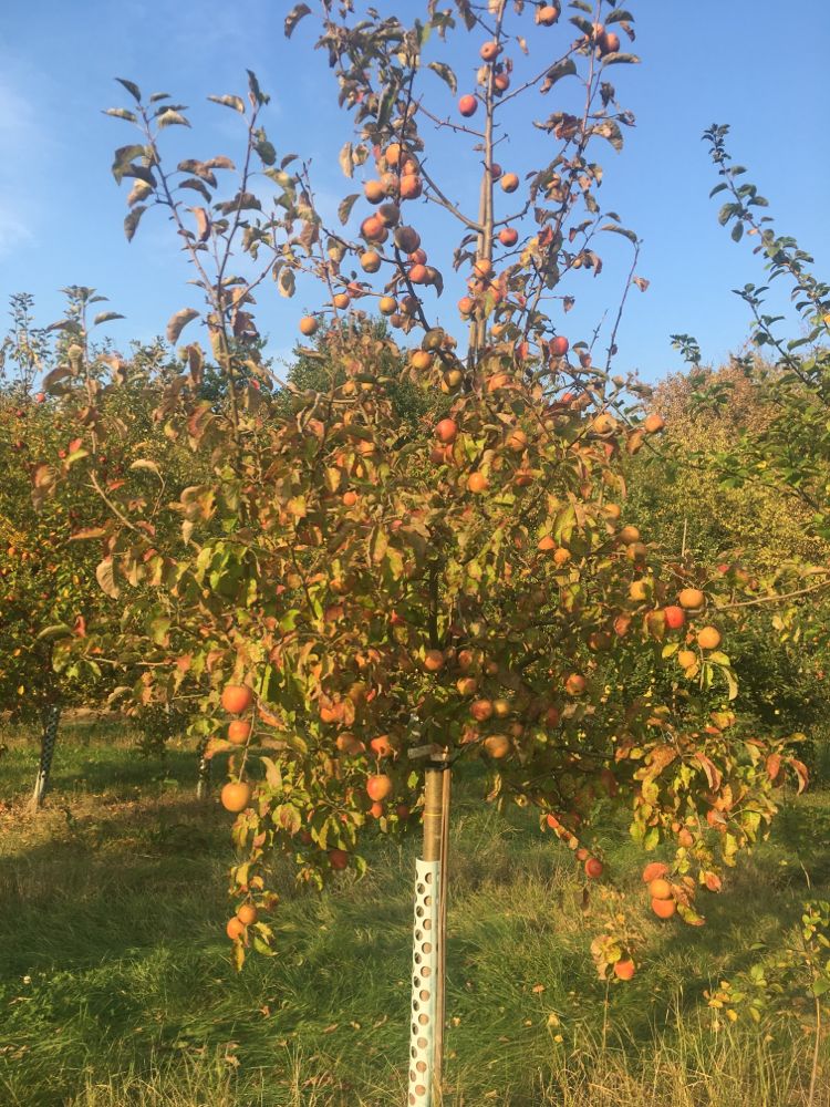 Malus 'Pinova' -S- CAC Apfel 'Pinova' -S- mittel