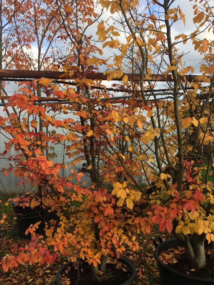 Parrotia persica 'Vanessa' Eisenbaum 'Vanessa'