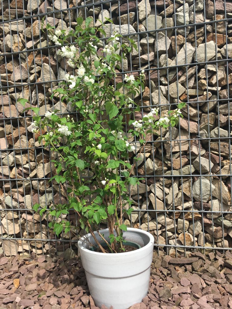 Philadelphus 'Schneesturm' Gefüllter Gartenjasmin 'Schneesturm'