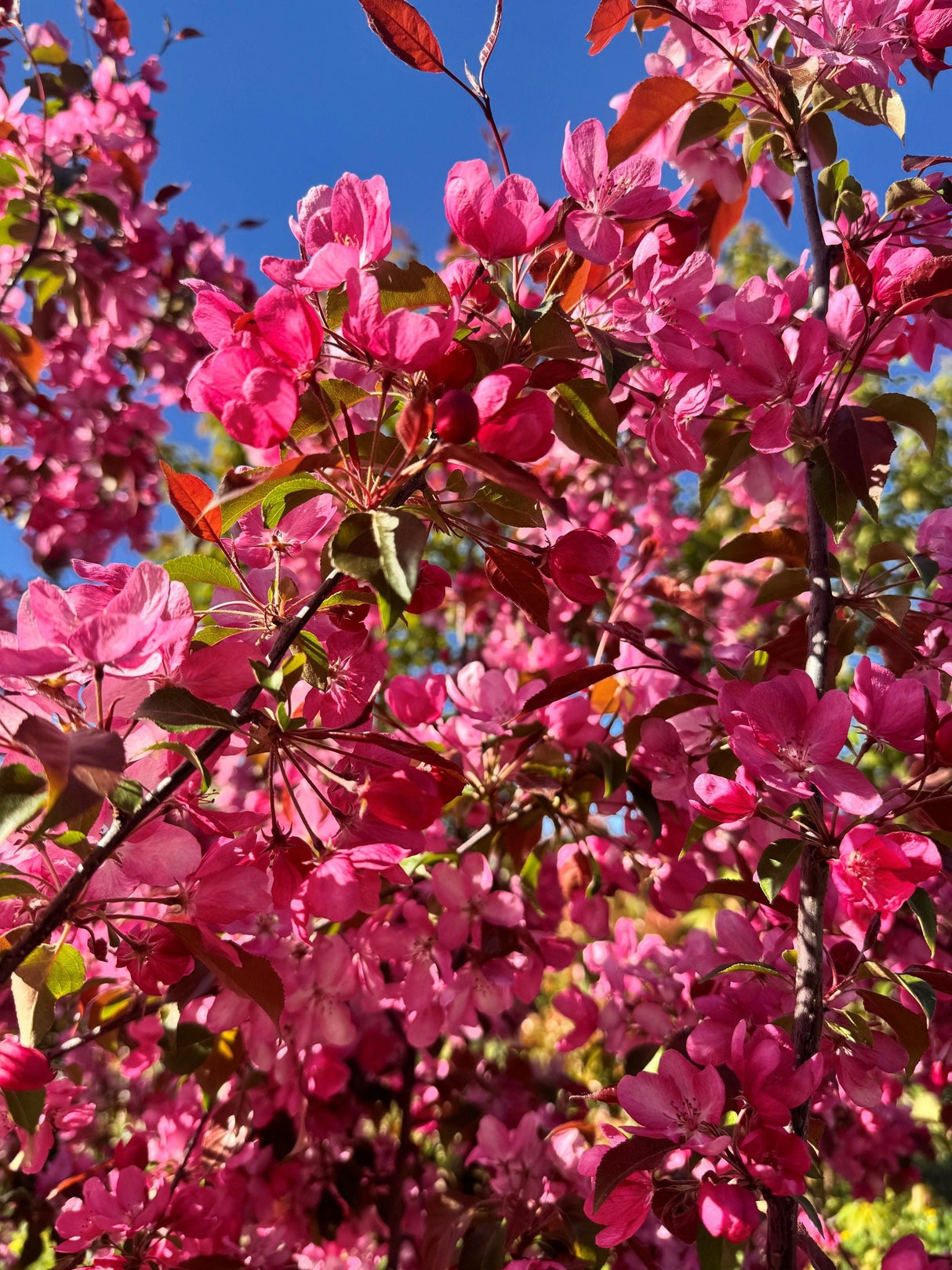 Malus 'Rudolph' Zierapfel 'Rudolph'