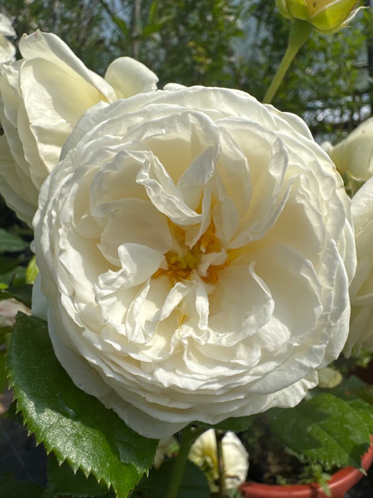 Rosa 'Artemis' -R- STR VI Strauchrose 'Artemis' -R-
