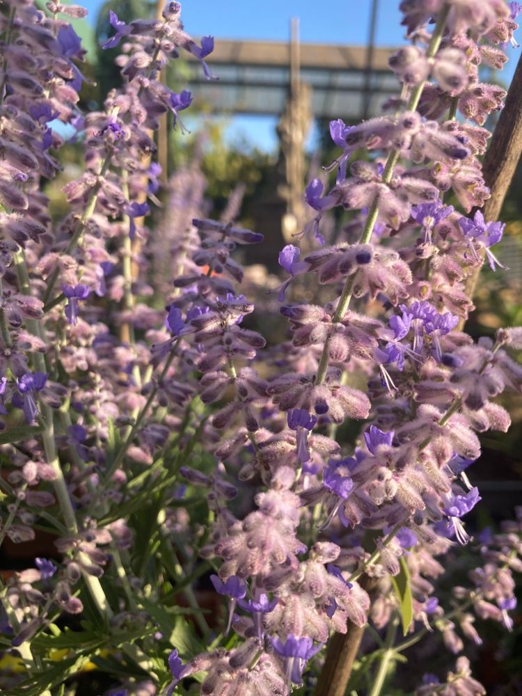 Perovskia atriplicifolia 'Lacey Blue' -R- Blauraute 'Lacey Blue'