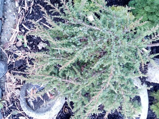Juniperus com.'Green Carpet' Kriechwacholder 'Green Carpet'