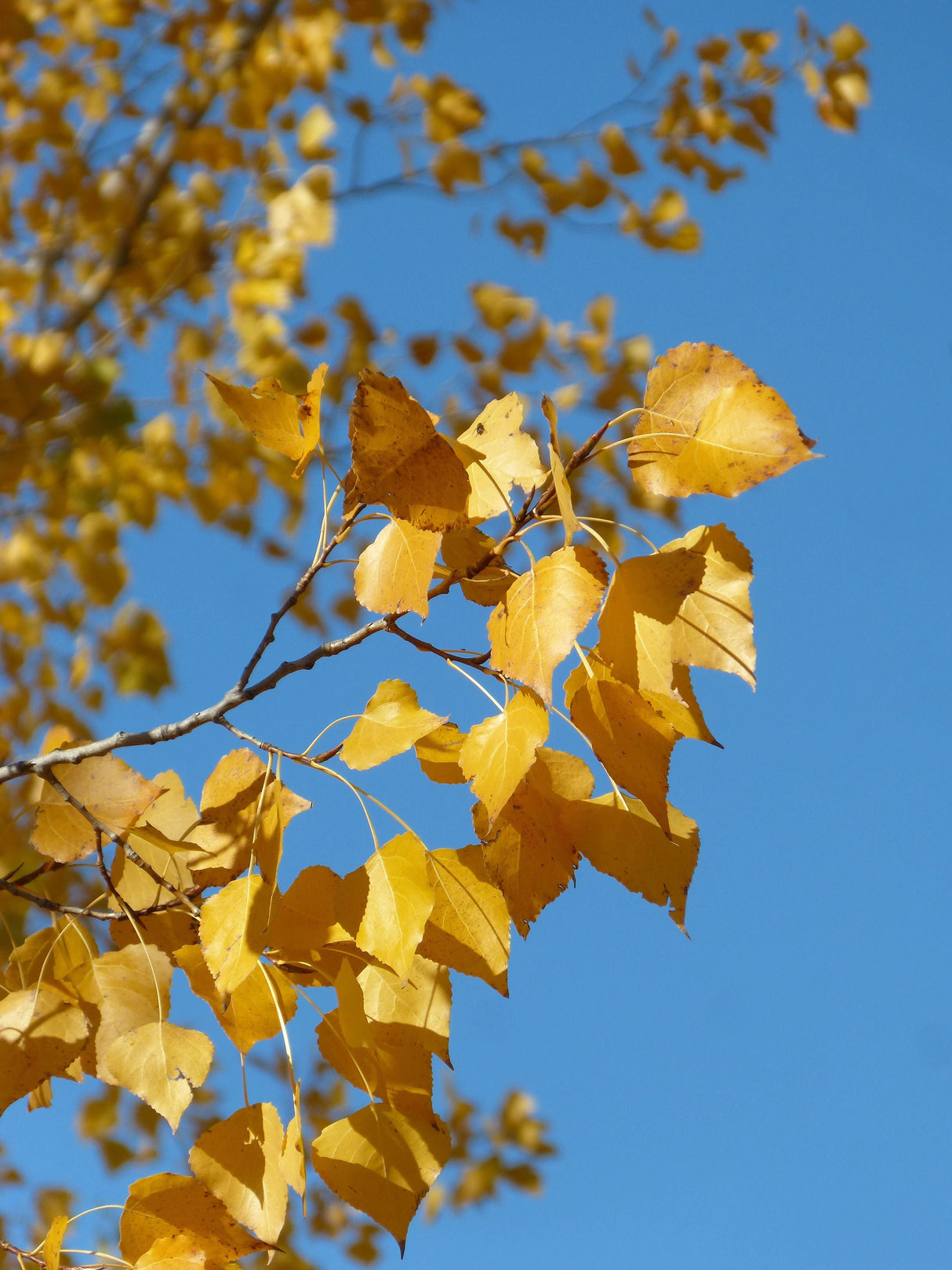 Populus tremula Zitterpappel