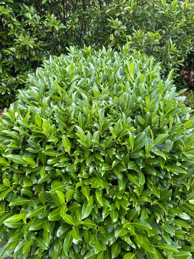 Prunus lauroc.'Herbergii' Aufrechte Lorbeerkirsche 'Herbergii'