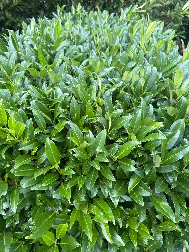 Prunus lauroc.'Herbergii' Aufrechte Lorbeerkirsche 'Herbergii'
