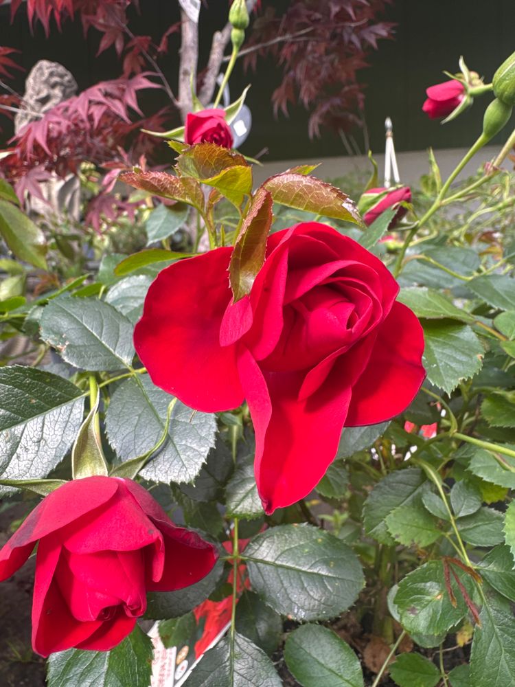 Rosa 'Black Forest Rose' -R- BT III Beetrose 'Black Forest Rose' -R-