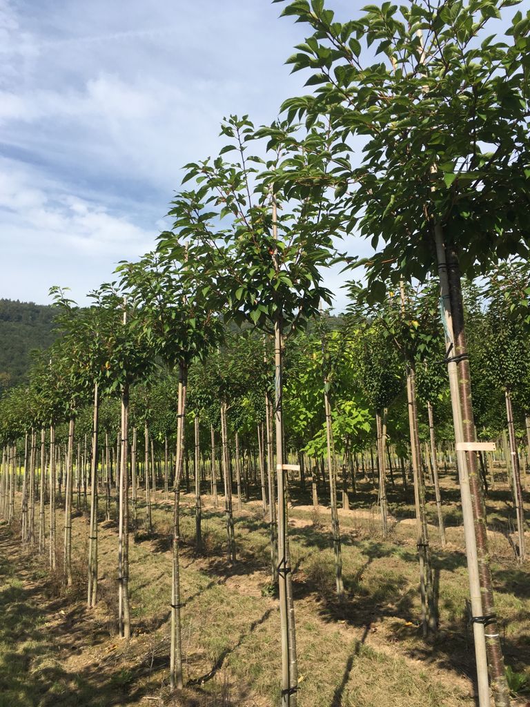 Prunus subhirtella 'Accolade' Frühe Zierkirsche 'Accolade'