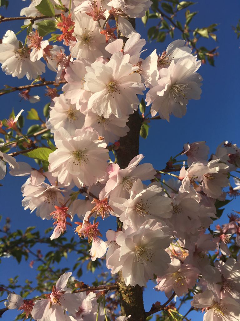 Prunus subhirtella 'Accolade' Frühe Zierkirsche 'Accolade'