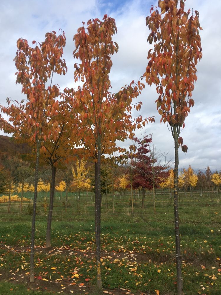 Prunus serrulata 'Amanogawa' Japan.Säulenkirsche