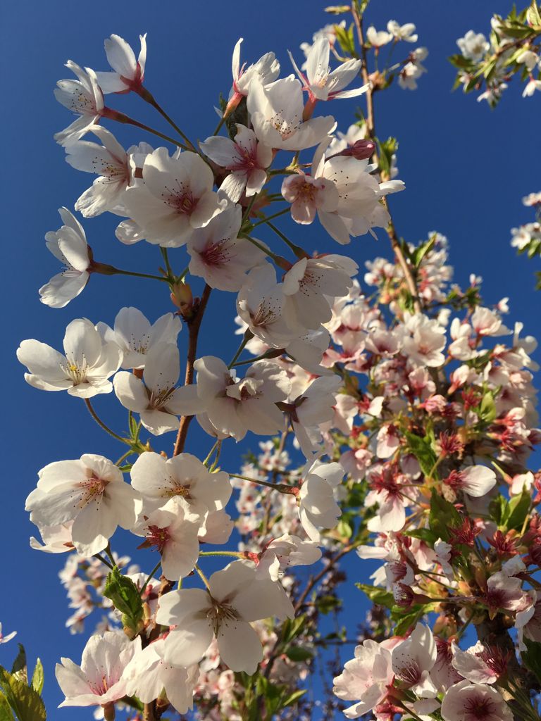 Prunus yedoensis Japan.Maienkirsche