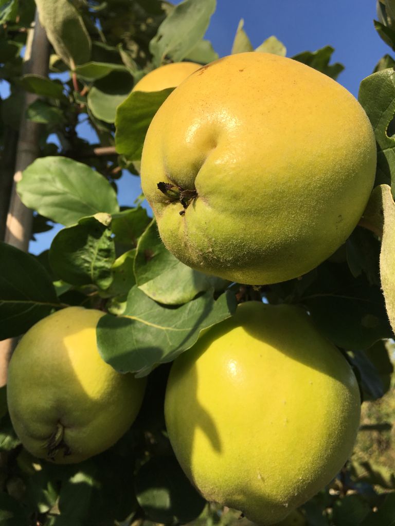 Cydonia 'Konstantinop.Apfelquitte' CAC Quitte 'Konstantinopeler Apfelquitte'