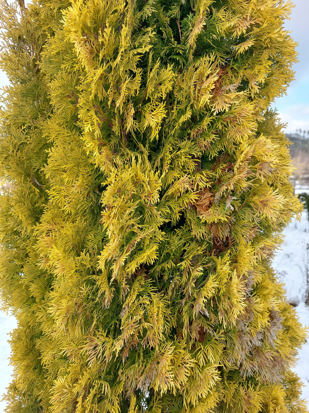 Thuja occidentalis 'Jantar' Lebensbaum 'Jantar'