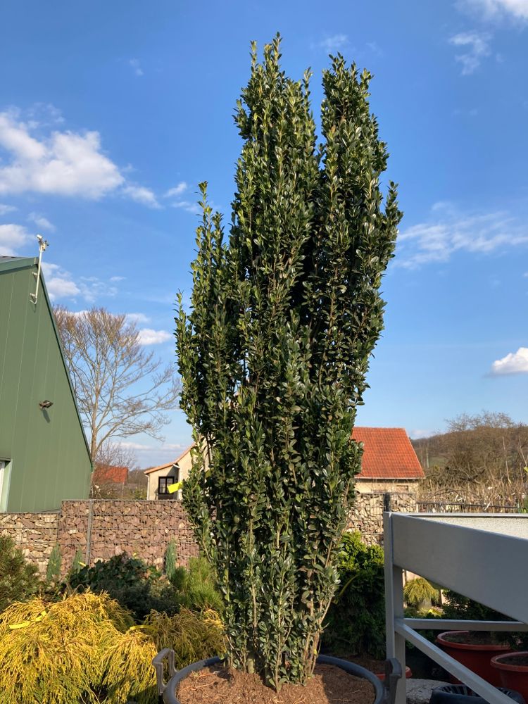 Ilex crenata 'Fastigiata' Säulen-Berg-Ilex