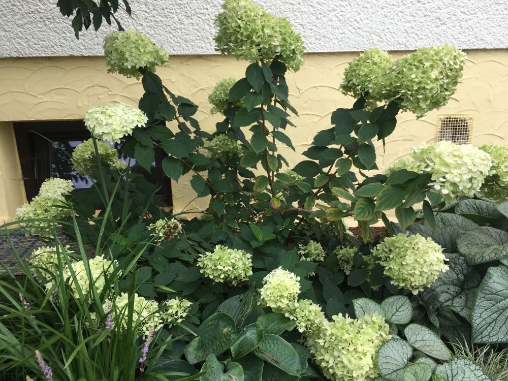 Hydrangea panic. 'Bobo' -R- Rispenhortensie 'Bobo' -R-