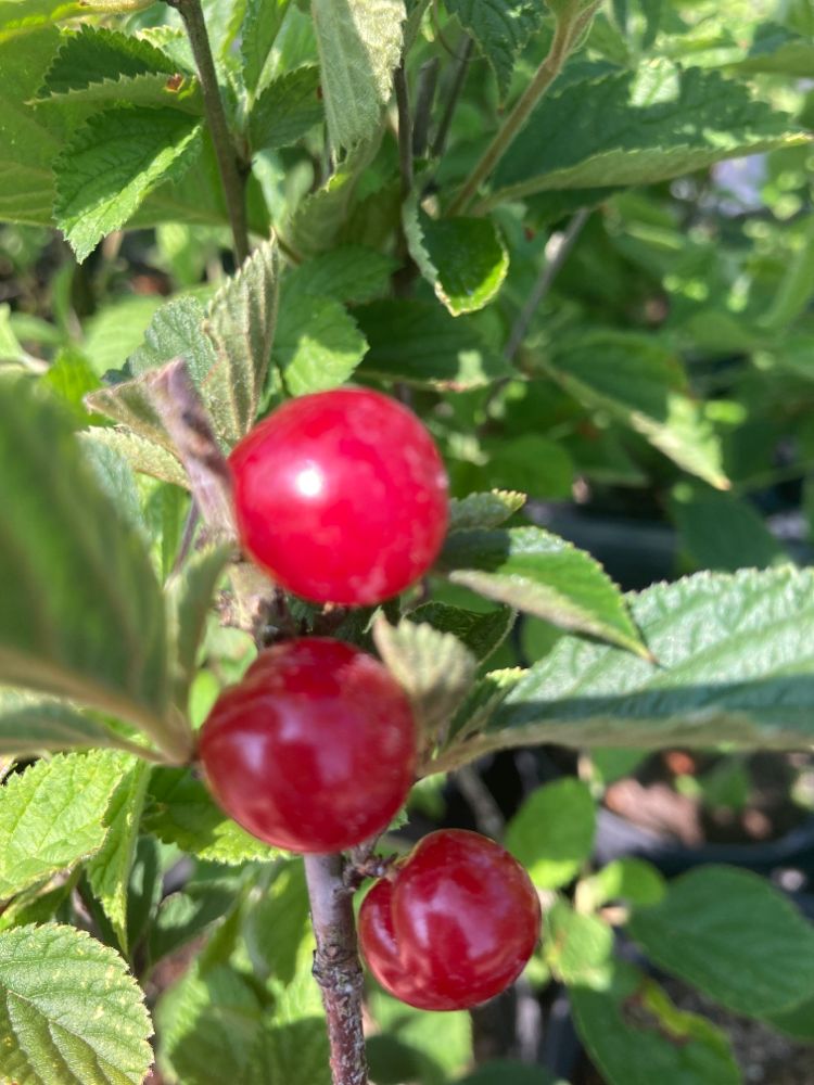 Prunus tomentosa 'Orient' Filzkirsche 'Orient'